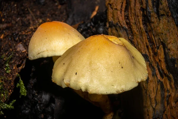 Un primer plano de un hongo en un bosque. Musgo verde en el fondo. Foto de Bokskogen, Malmo, Suecia — Foto de Stock