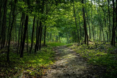 Ormandaki güzel bir açıklık güneş ışığıyla aydınlandı. Fotoğraf Ringsjon, Scania, Güney İsveç 'ten.