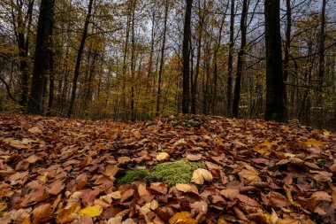 Sonbahar renklerinde bir Avrupa Kayın Ormanı. Fotoğraf: İskandinav, Güney İsveç