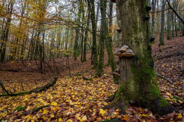 Renkli bir sonbahar ormanı manzarası. Fotoğraf İsveç 'in güneyindeki Scania' daki bir milli parktan.