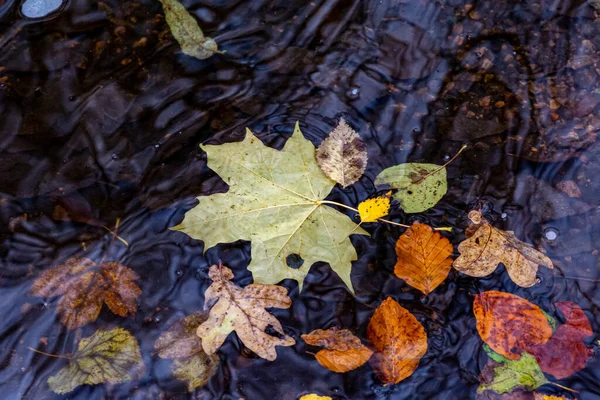 Belle foglie autunnali rosse, arancioni e verdi galleggianti in un fiume. Foto dalla contea di Scania, Svezia — Foto Stock