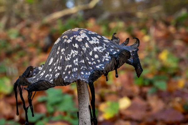 Картина коричневого грибка в лесу. Размытый фон с осенними листьями — стоковое фото