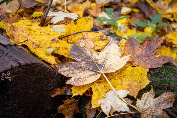 美丽的黄色，红色和橙色秋天的叶子在地面上。照片来自瑞典斯坎皮亚县 — 图库照片