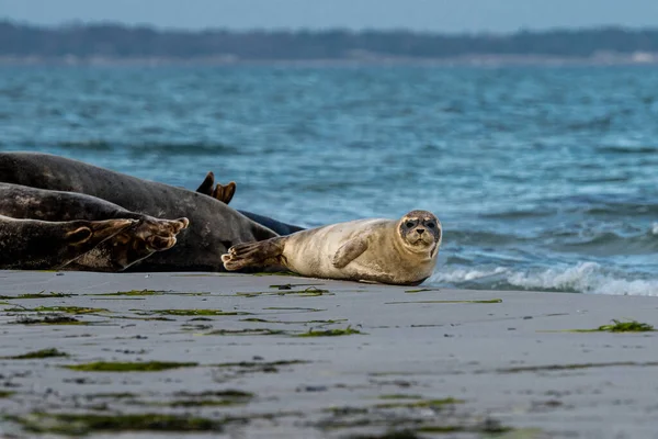 Un lindo cachorro de foca del puerto descansa en un banco de arena cerca del océano. Foto de Falsterbo en Scania, Suecia — Foto de Stock