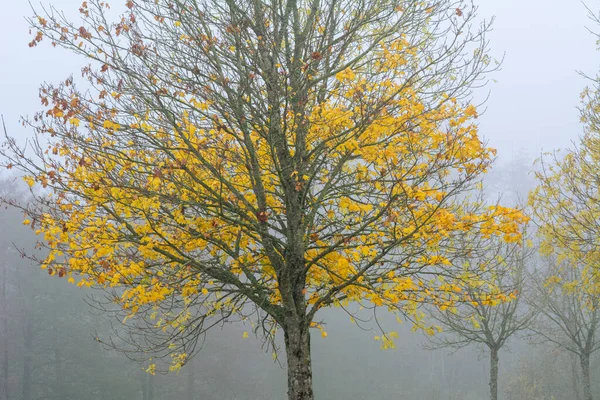 Un albero dai colori gialli autunnali con sfondo nebbioso. Foto dalla contea di Scania, Svezia meridionale. — Foto Stock