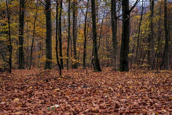 秋の色のヨーロッパのブナの森。スウェーデン南部のスカニアからの写真 — ストック写真