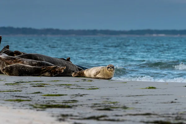 Un lindo cachorro de foca del puerto descansa en un banco de arena cerca del océano. Foto de Falsterbo en Scania, Suecia — Foto de Stock