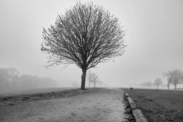 Un sauce en blanco y negro con un fondo brumoso. Foto del condado de Scania, sur de Suecia. — Foto de Stock