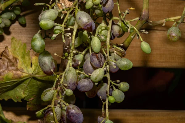 A closeup picture of grapes on a vine branch. Dark background. Picture from Scania county, southern Sweden — Stock Photo, Image