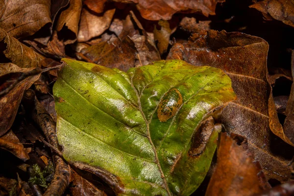 Een close-up van een groen blad tussen bruine herfstbladeren. Foto uit Bokskogen, Malmö, Zweden — Stockfoto