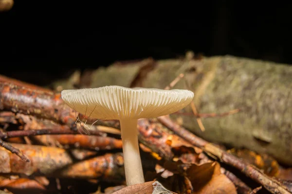 森林中真菌的特写图片。背景上有深褐色和橙色的叶子.照片来自瑞典马尔默Bokskogen — 图库照片