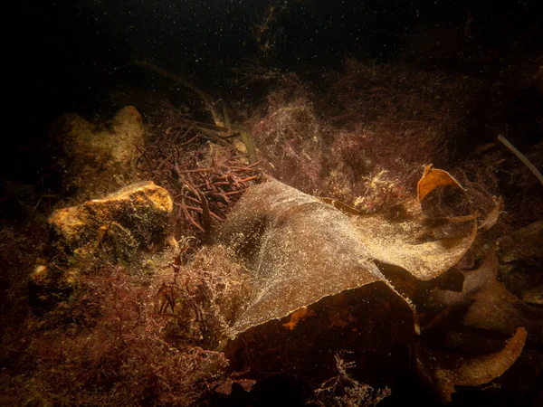 Зображення водоростей у холодних північних водах. Фото з Ересунн (Мальмо). — стокове фото