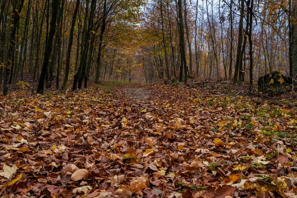 秋の色のヨーロッパのブナの森。スウェーデン南部のスカニアからの写真 — ストック写真