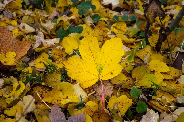 Piękne żółte, czerwone i pomarańczowe liście jesieni na ziemi. Zdjęcie z hrabstwa Scania, Szwecja — Zdjęcie stockowe