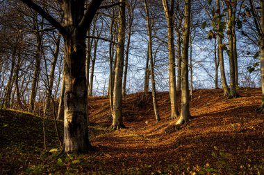Altın renklerle süslenmiş bir sonbahar ormanı. Fotoğraf: Fyle Vadisi, Scania, İsveç