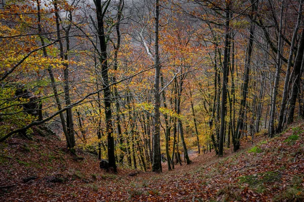 Una hermosa vista de un colorido bosque otoñal. Foto de un parque nacional en Scania, sur de Suecia —  Fotos de Stock