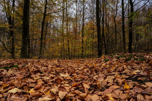 Una faggeta europea dai colori autunnali. Immagine da Scania, Svezia meridionale — Foto Stock