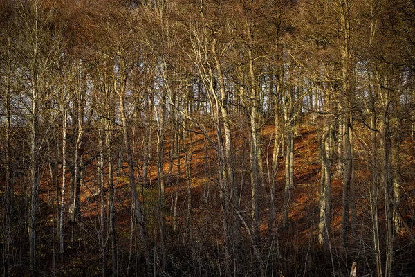 Een herfstbos versierd met gouden kleuren. Foto uit de vallei van Fyle, Scania, Zweden — Stockfoto