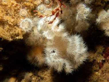 Deniz şakayığı, Protanthea simplex kuzey batı Avrupa kıyılarının açıklarında derin sularda bulunur. Arkadaki yumuşak mercan ölü adam parmakları da görülebilir. Fotoğraf İsveç, Hava Adaları 'ndan.