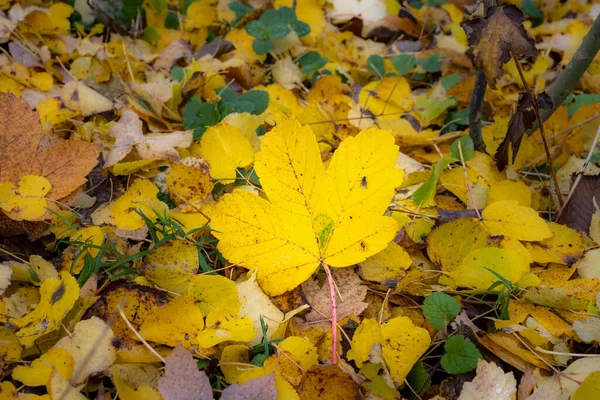 Güzel sarı, kırmızı ve turuncu sonbahar yaprakları yerde. Fotoğraf İsveç 'in İskandinav ilçesinden. — Stok fotoğraf