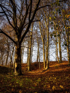 Altın renklerle süslenmiş bir sonbahar ormanı. Fotoğraf: Fyle Vadisi, Scania, İsveç