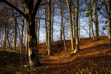 Altın renklerle süslenmiş bir sonbahar ormanı. Fotoğraf: Fyle Vadisi, Scania, İsveç