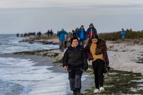 사람들은 바다표범 서식지를 보기 위해 자연 보호 구역을 하이킹하고 있다. 사진 : Falsterbo from Scania, Sweden — 스톡 사진