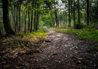 Ormanda güneş ışığıyla aydınlatılan bir doğa yolu. Fotoğraf Ringsjon, Scania, Güney İsveç 'ten.