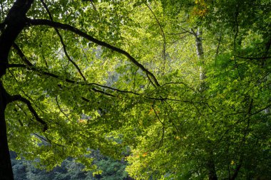 Kayın ormanında güneş ışığıyla aydınlatılan güzel yapraklar. Fotoğraf Ringsjon, Scania, Güney İsveç 'ten.