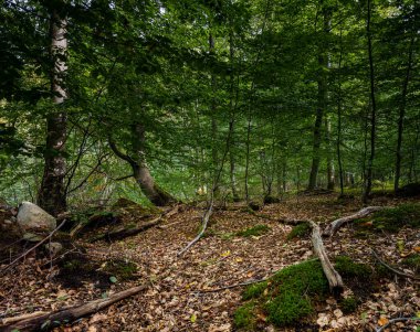 Kayın ormanında güneş ışığıyla aydınlatılan bir açıklık. Fotoğraf Ringsjon, Scania, Güney İsveç 'ten.