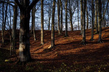 Altın renklerle süslenmiş bir sonbahar ormanı. Fotoğraf: Fyle Vadisi, Scania, İsveç