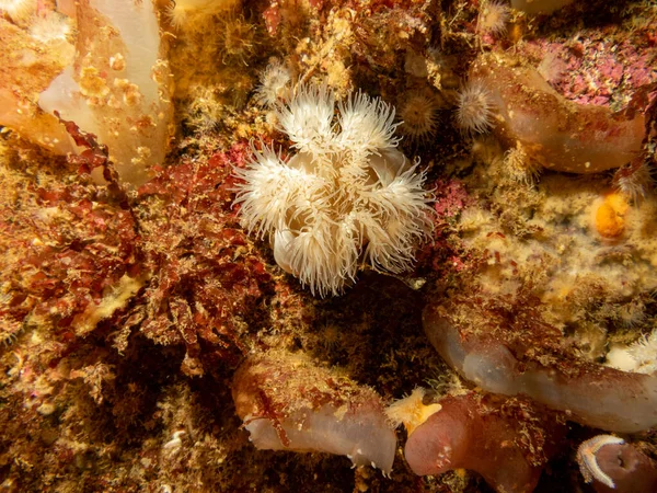 Anémone marine, Protanthea simplex se trouve dans les eaux profondes au large des côtes du nord-ouest de l'Europe. Les doigts de mans morts de corail doux sont également visibles en arrière-plan. Photo des îles de la météo, Suède — Photo