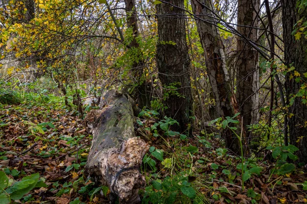 Een stam in een herfstbos. Foto uit Scania provincie, Zuid Zweden. — Stockfoto