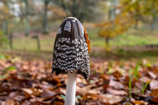 Uma foto de um fungo marrom em uma floresta. Fundo embaçado com folhas de outono — Fotografia de Stock