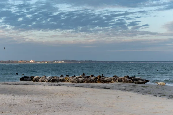 항구에 있는 물범 서식지는 바다 근처의 모래톱에 있습니다. 사진 : Falsterbo from Scania, Sweden — 스톡 사진