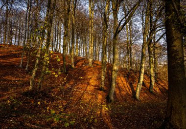 Altın renklerle süslenmiş bir sonbahar ormanı. Fotoğraf: Fyle Vadisi, Scania, İsveç
