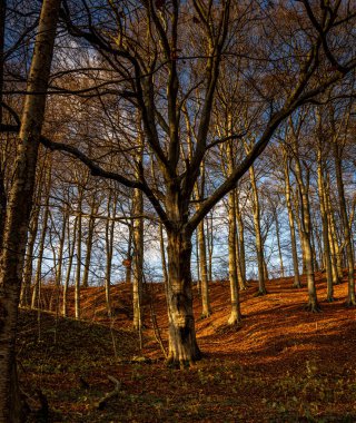 Altın renklerle süslenmiş bir sonbahar ormanı. Fotoğraf: Fyle Vadisi, Scania, İsveç