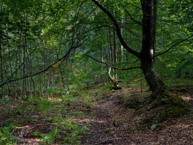 Kayın ormanında güneş ışığıyla aydınlatılan bir açıklık. Fotoğraf Ringsjon, Scania, Güney İsveç 'ten.