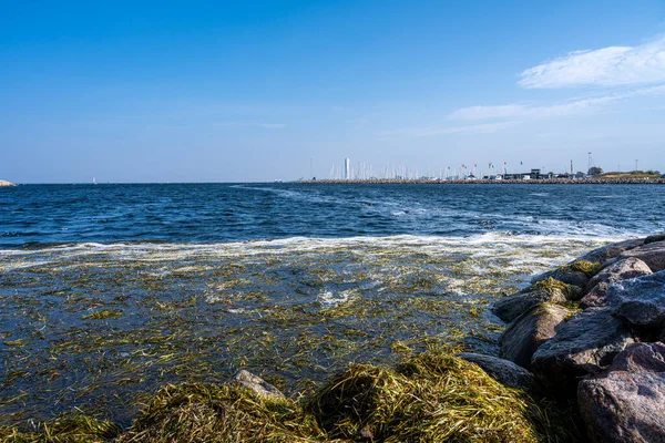 해초를 물에 넣는다. 사진 : Malmo, Sweden — 스톡 사진