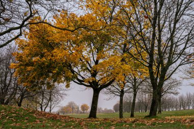 Sarı sonbahar renklerinde, sisli bir arka planı olan bir ağaç. Fotoğraf İsveç 'in güneyindeki İskandinav ilçesinden..
