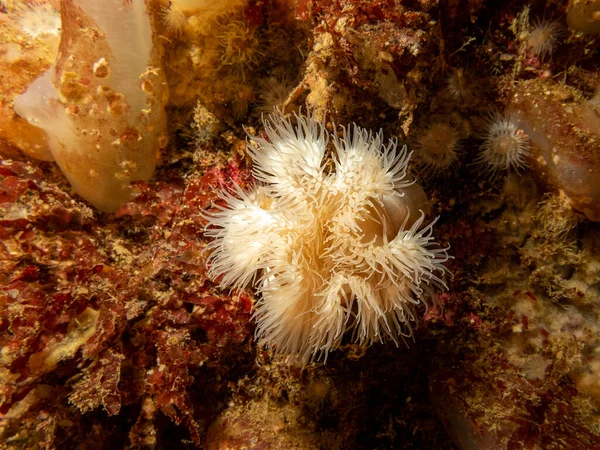 Sea anemone, Protanthea simplex is found in deep water off the coasts of north west Europe. The soft coral dead mans fingers is also visible in the background. Picture from the Weather Islands, Sweden — Stock Photo, Image