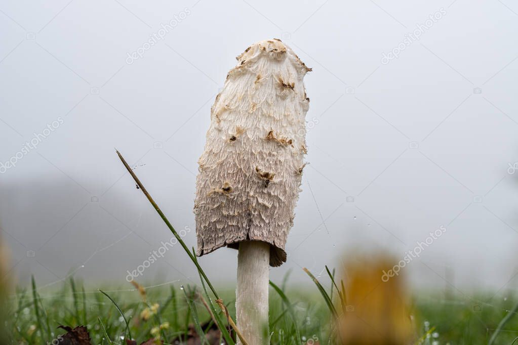 A picture of a white fungus. Green grass and white hazy sky in the background