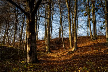 Altın renklerle süslenmiş bir sonbahar ormanı. Fotoğraf: Fyle Vadisi, Scania, İsveç