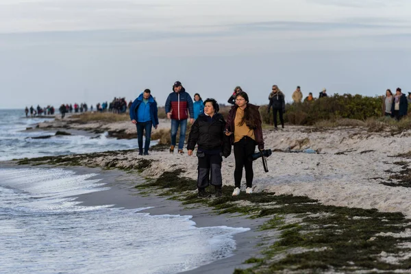 La gente está haciendo senderismo en una reserva natural para ver una colonia de focas del puerto. Foto de Falsterbo en Scania, Suecia — Foto de Stock