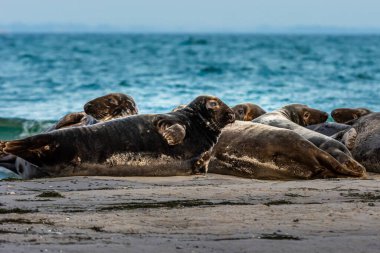 Okyanus kıyısındaki bir kumsalda dinlenen bir liman foku kolonisi. Fotoğraf İsveç, İskandinav Falsterbo 'dan.