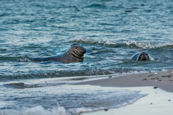 Las focas del puerto nadan en el océano. Foto de Falsterbo en Scania, Suecia — Foto de Stock