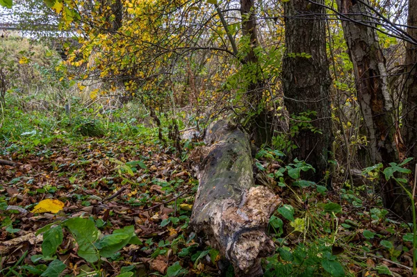 Een stam in een herfstbos. Foto uit Scania provincie, Zuid Zweden. — Stockfoto