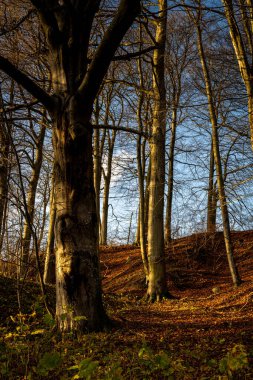 Altın renklerle süslenmiş bir sonbahar ormanı. Fotoğraf: Fyle Vadisi, Scania, İsveç