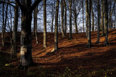 Altın renklerle süslenmiş bir sonbahar ormanı. Fotoğraf: Fyle Vadisi, Scania, İsveç