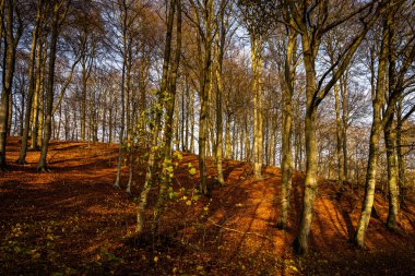 Altın renklerle süslenmiş bir sonbahar ormanı. Fotoğraf: Fyle Vadisi, Scania, İsveç